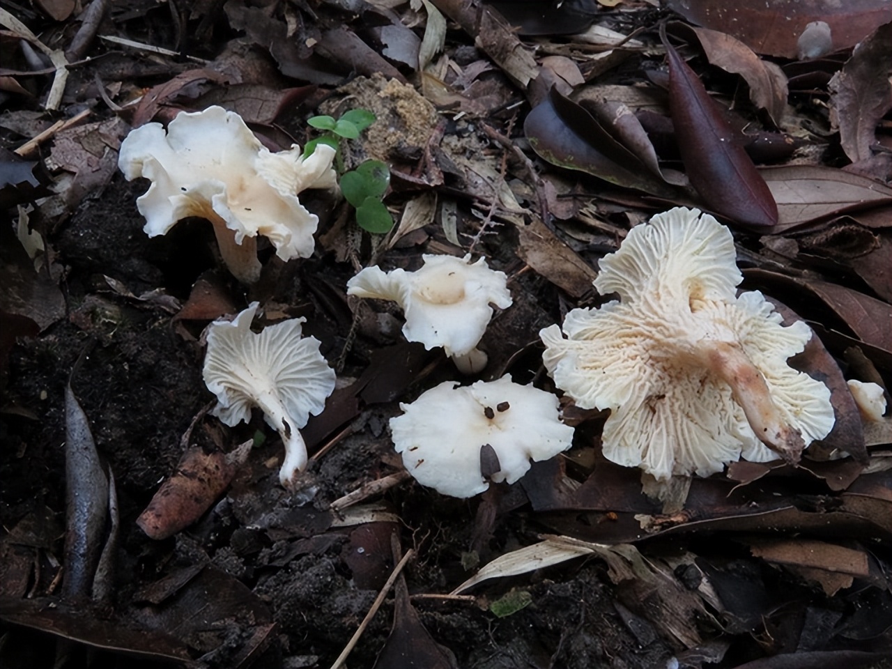 新物种有哪些,新物种是怎么凭空出现的