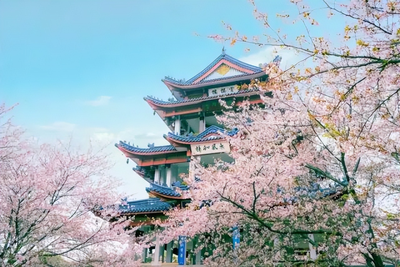 看樱花不知道去哪十大赏樱圣地,全国赏樱地图出炉樱花全面绽放