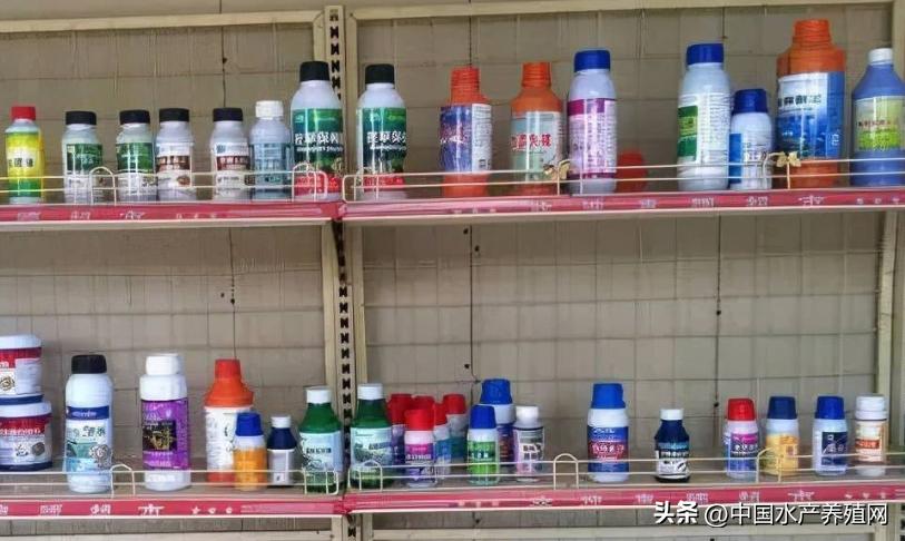 大量死鱼应该怎么处理,大量死鱼危害如何处理