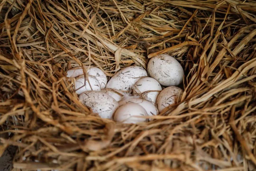 250cc血换30枚蛋！台湾省缺蛋让民众崩溃，大陆为啥没有缺蛋荒？