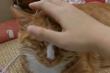 如何给猫猫做品种认证,如何通过科学实验提升猫的智商