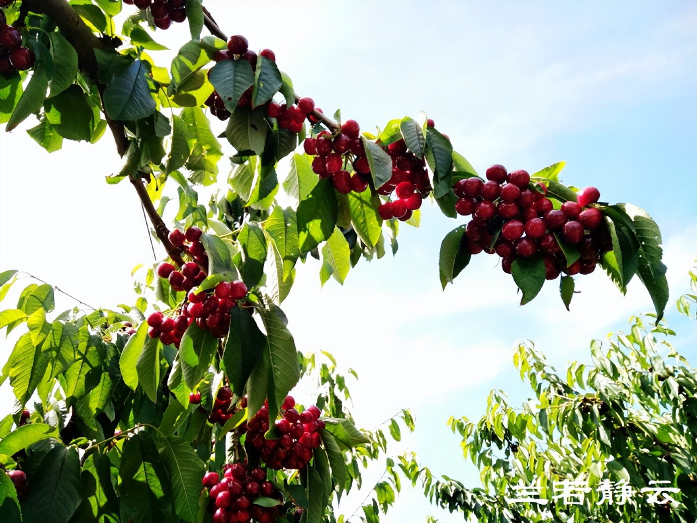 澳洲·墨尔本：到酒庄免费品酒，付5澳元到樱桃园吃到撑