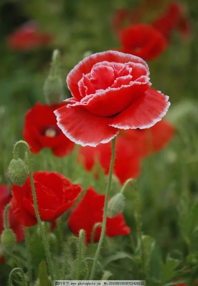 虞美人真的那么好用吗,虞美人香味好闻吗