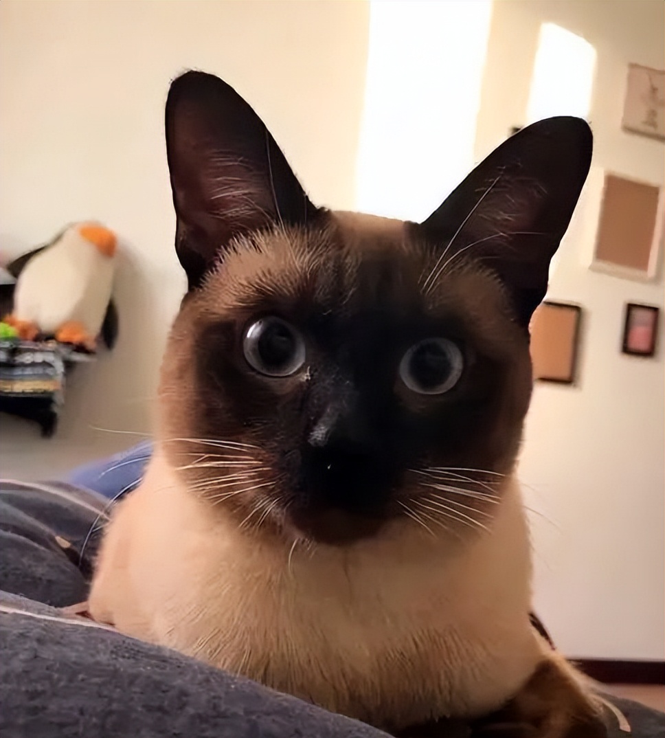 有六大特征的猫有福,什么猫好养比较聪明旺财