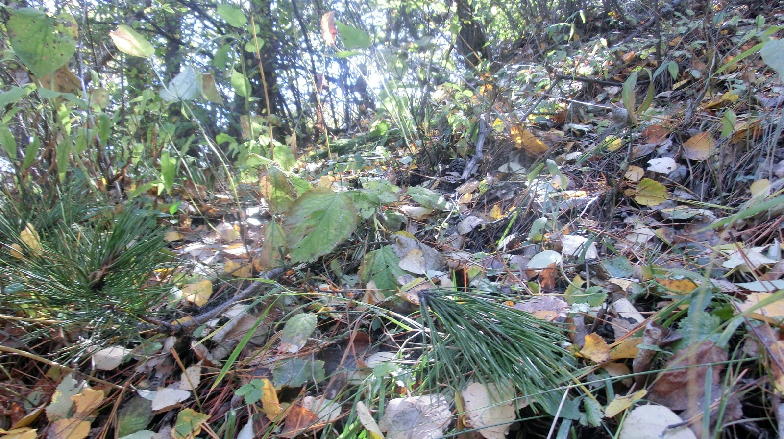 「金秋登山内晋冀」25:登恒山之快乐山行