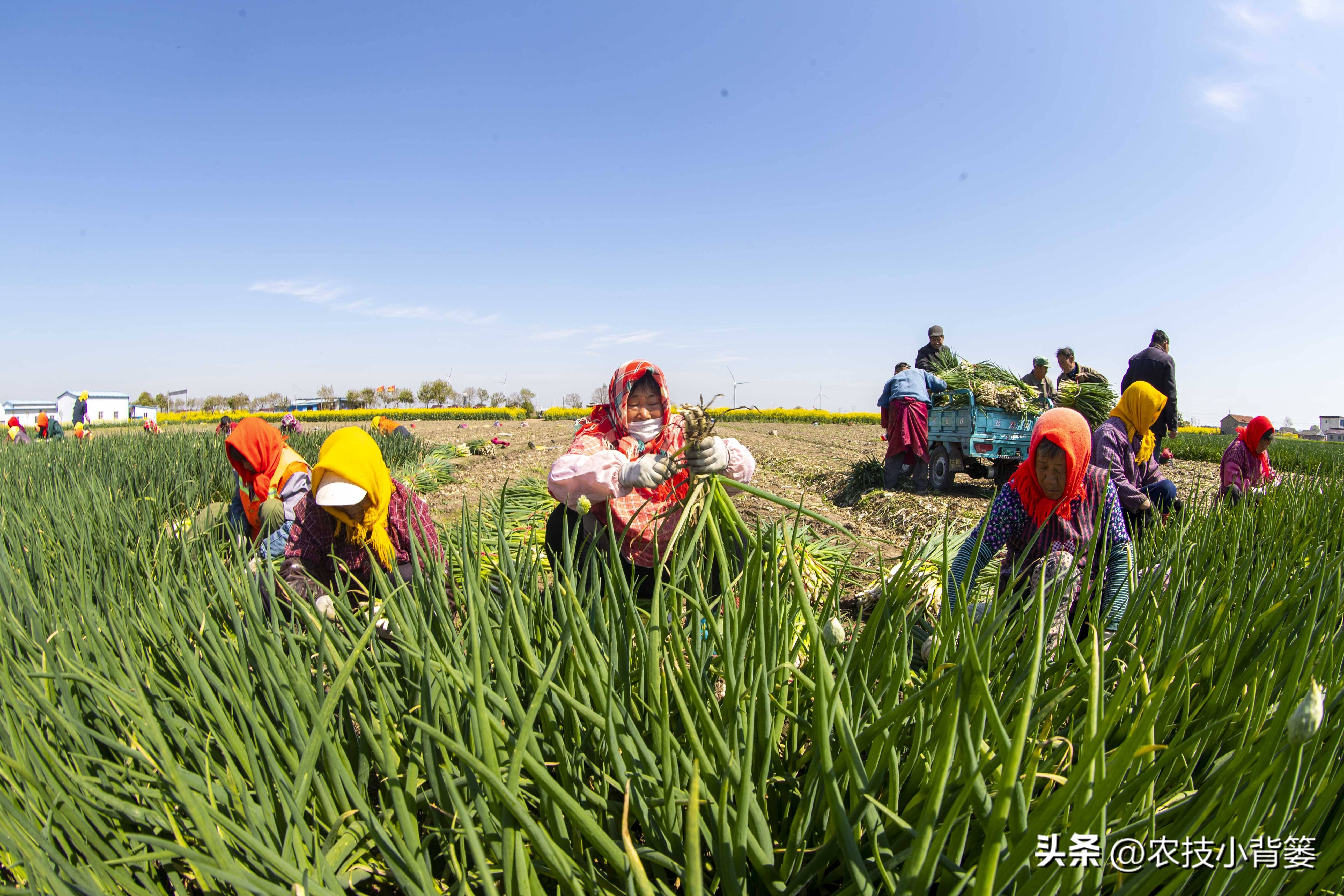 小香葱的种植方法与时间,小香葱播种多久可以采收