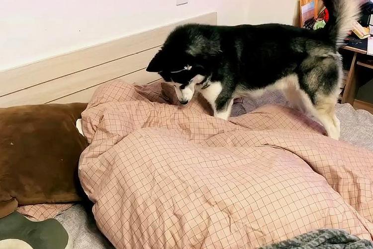 狗狗每天叫你起床,狗狗每天都叫醒你