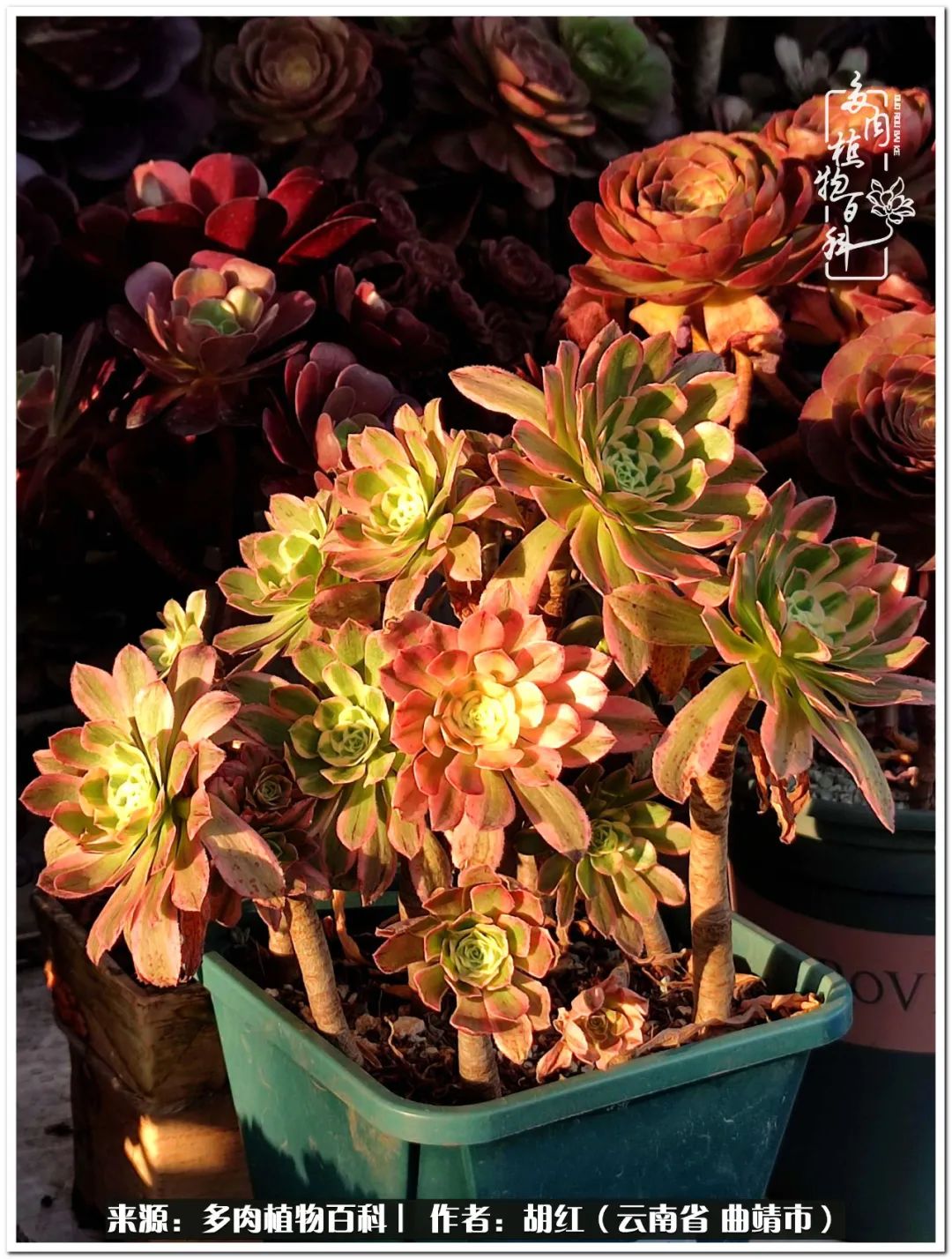 多肉植物里的糖,多肉生活的调味剂