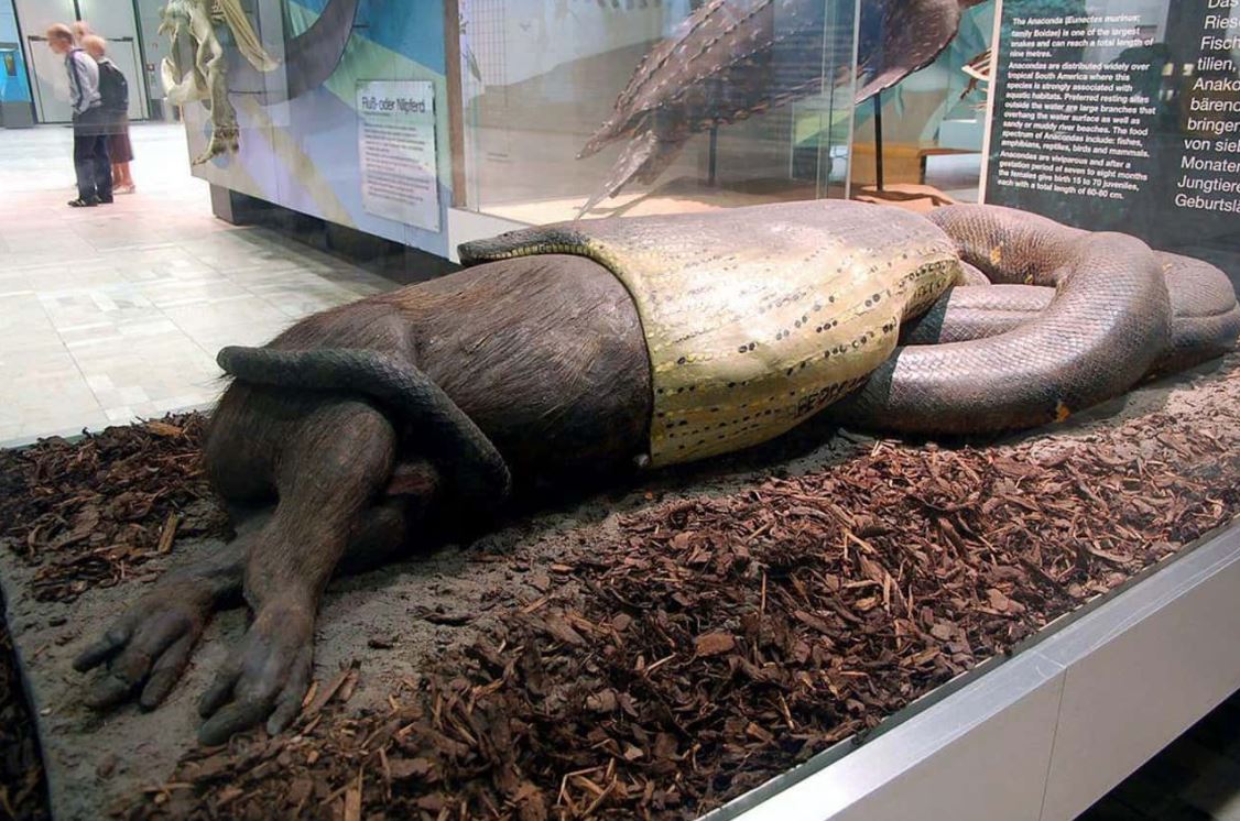 如果人被蟒蛇吞下是否有机会逃生,被蟒蛇吞下的自救方法