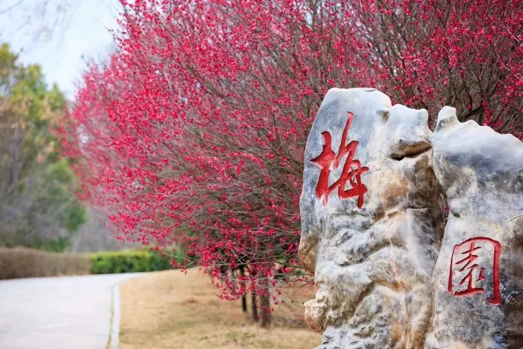 高铁免票和半价,免票公告