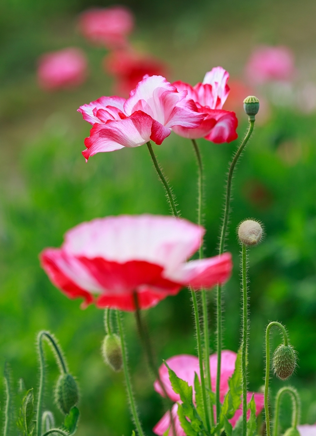 清明期间开的野花有哪些,清明节野花