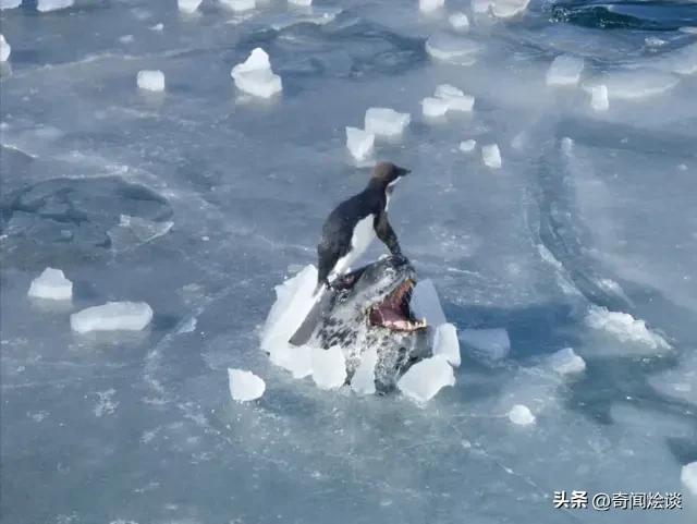 凶残的动物捕猎现场,盘点动物捕猎瞬间的迷惑行为