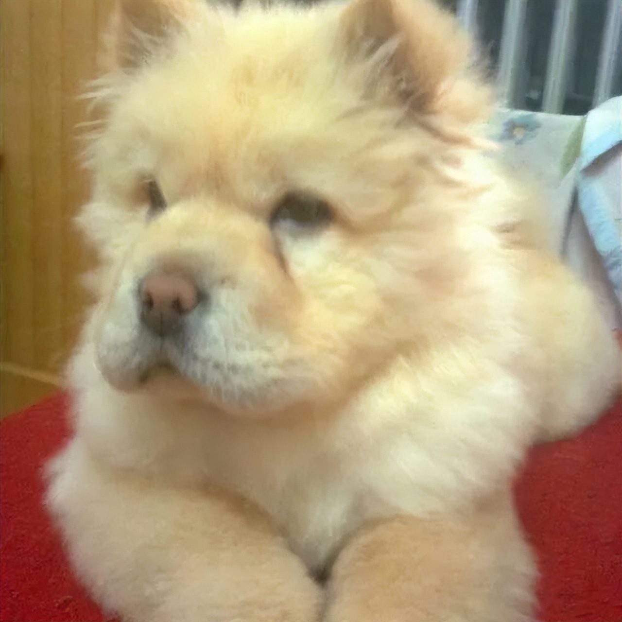 老妈给狗申请微信号,拉进家族群,每天更新朋友圈…可看完我却哭了