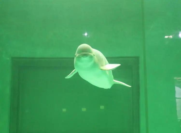 深圳小梅沙和海洋世界,深圳小梅沙海洋世界10年前