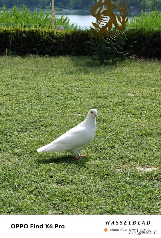 oppo和小米拍照对比,oppo大战vivo