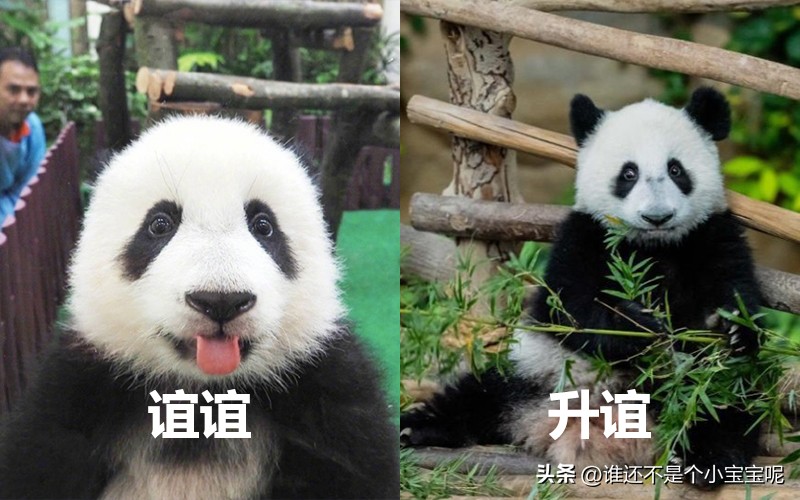 目前在国外的大熊猫有几只,大熊猫国外租借了多少只