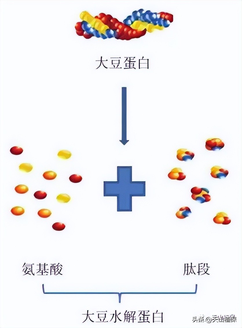 大豆全产业加工研究进展详情,大豆加工什么最有前途