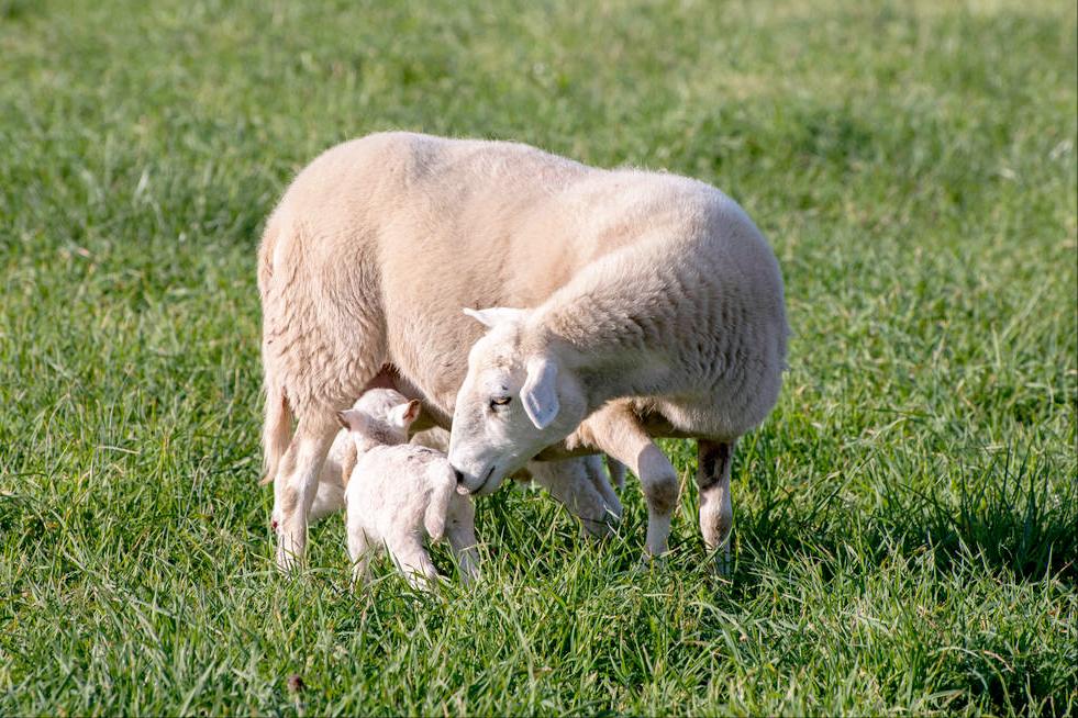 母羊不下奶喂什么最好,母羊产后没有奶用什么方法下奶快