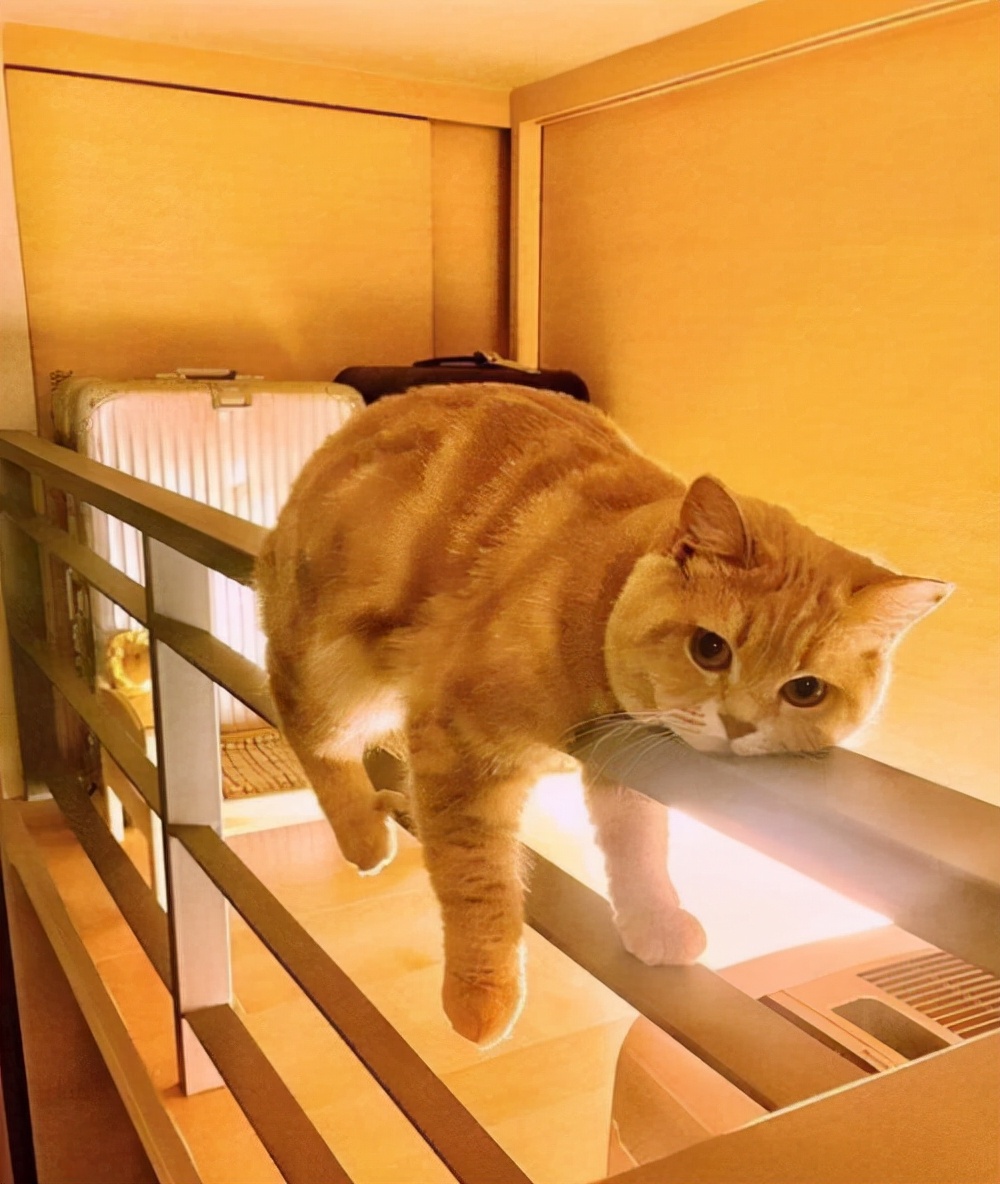 橘猫饲养方法,橘猫如何饲养