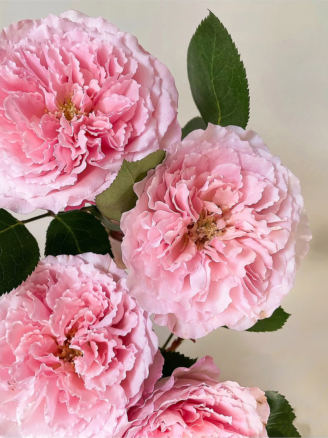 花艺教程花材打理知识,花艺教程常用花材及叶材有哪些