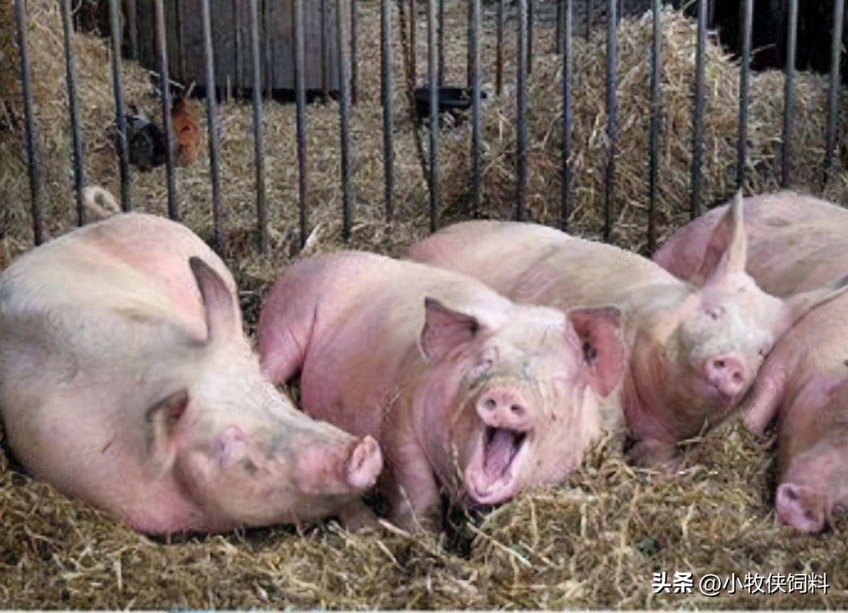 猪喘气严重用什么药治疗最快？猪喘气严重不吃食怎么治疗？收藏！