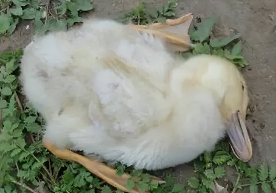 鸭得浆膜炎是什么原因引起的,鸭得了浆膜炎温度高好还是低好