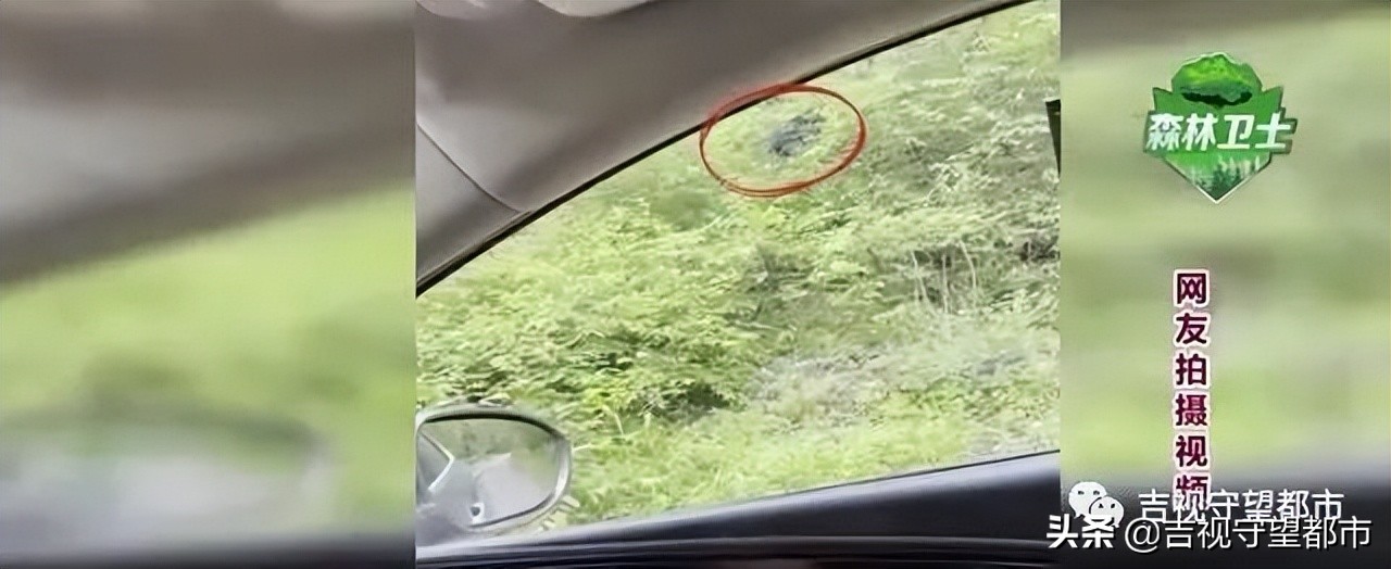 开车遇到行人鸣笛不礼让怎么办,开车遇到熊拦路