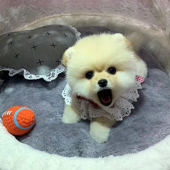 建议新手养的10种小型犬性格好的,便宜好养的五种小型犬