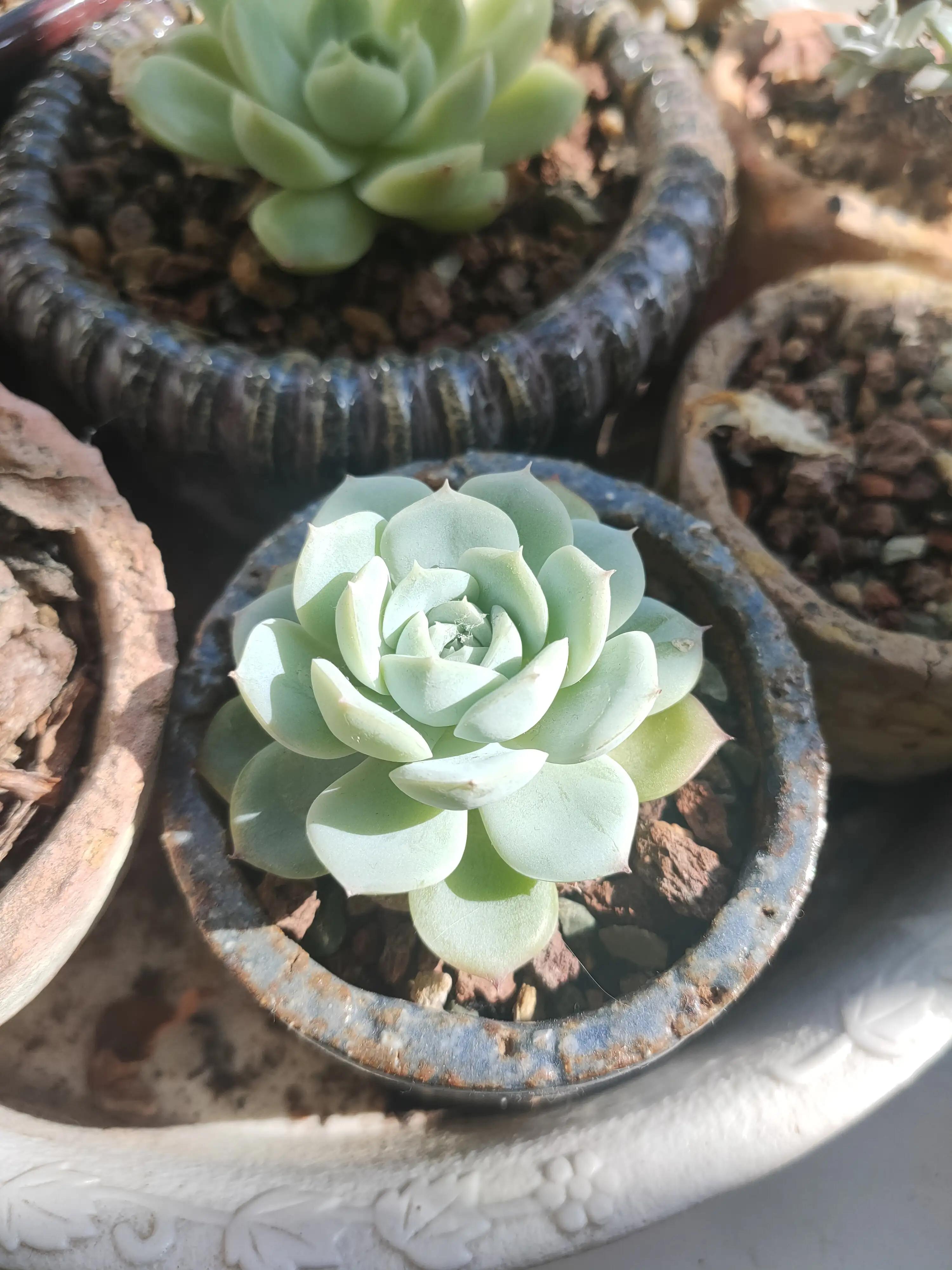 雪樱多肉韩国进口,韩国芦荟多肉品种