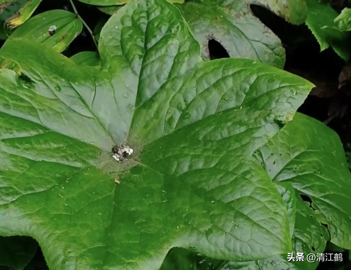 人称“江边一碗水”，荒野3月开紫花，细读栽培“5措施”秒懂种植