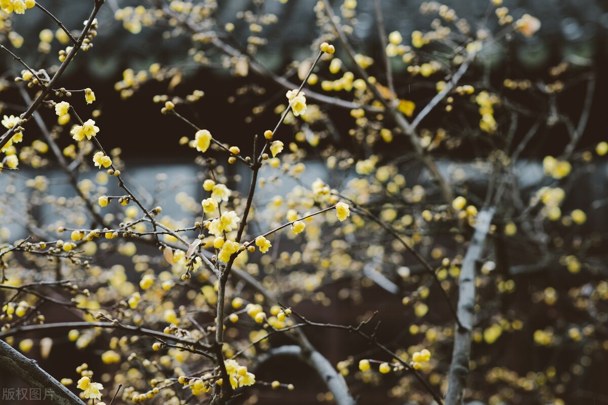 苏州园林春日风景,春天的苏州园林美醉啦