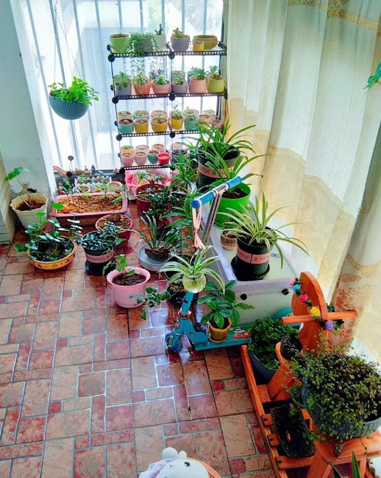 封闭阳台怎么养花技巧视频,封闭阳台养花技巧和方法