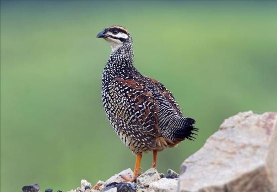 四川发现熊猫是真的吗,中华鹧鸪是濒危物种吗