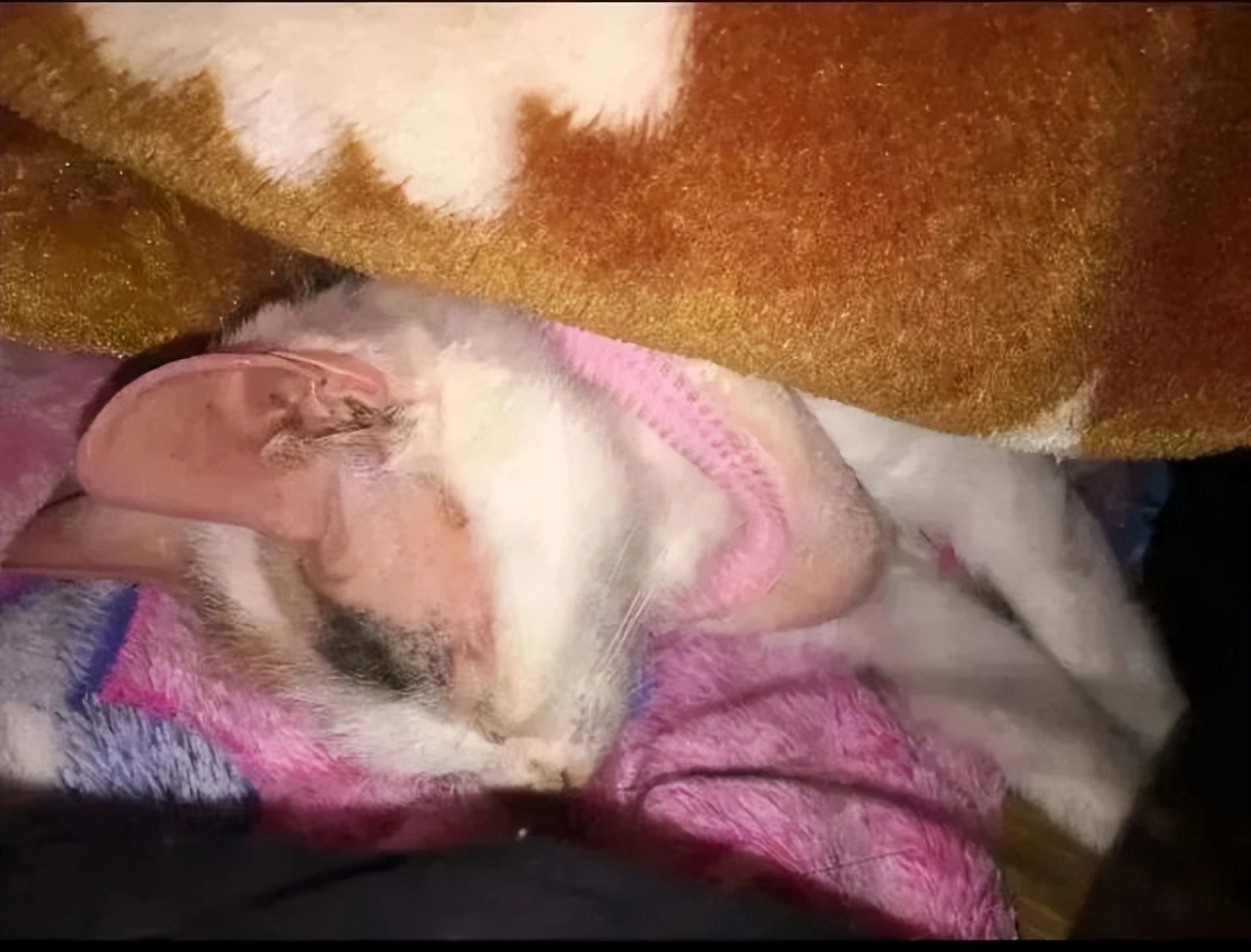 猫咪得猫癣人怎么办,猫咪得了猫癣人怎么办