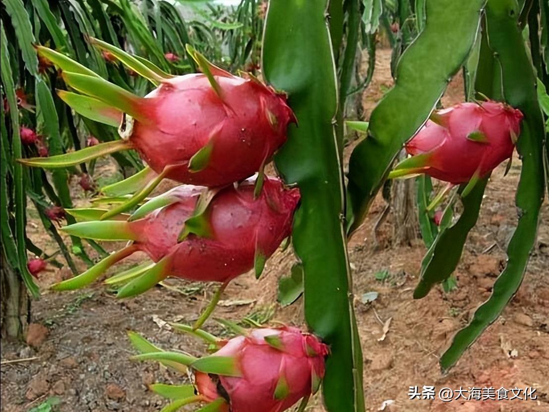 全面解析吃火龙果的好处和坏处,火龙果夏季吃有什么好处