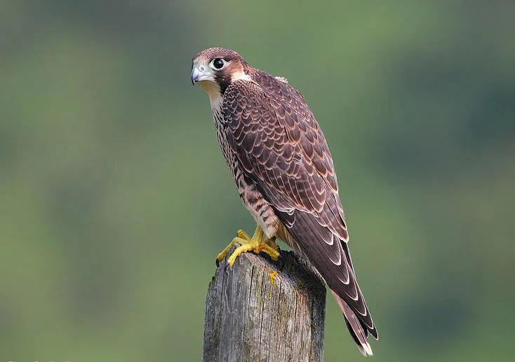 游隼幼鸟,游隼捕猎视频