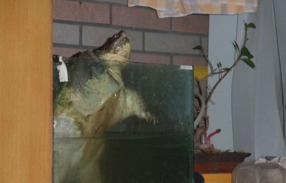 江苏男子花530万买下3只受伤乌龟,放生鳄鱼龟危害