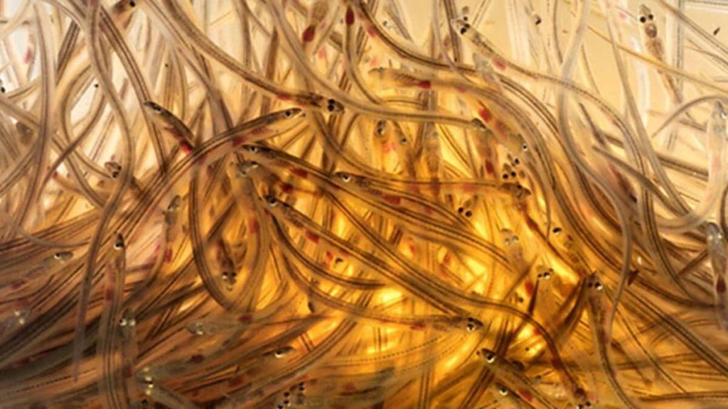 日本裙带菜造假,日本造假鞠躬道歉合集