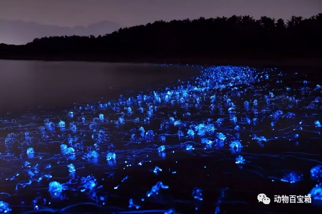 厦门部分海岸现“蓝眼泪”,厦门海洋蓝眼泪