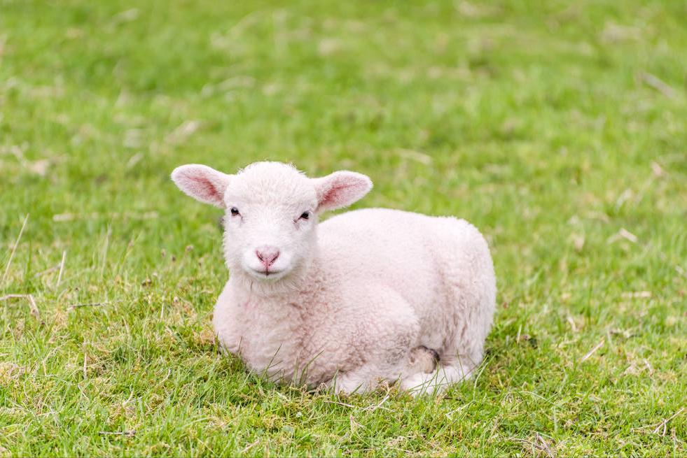 羊羔站不起来腿软是怎么回事,羊羔站不起来怎么办