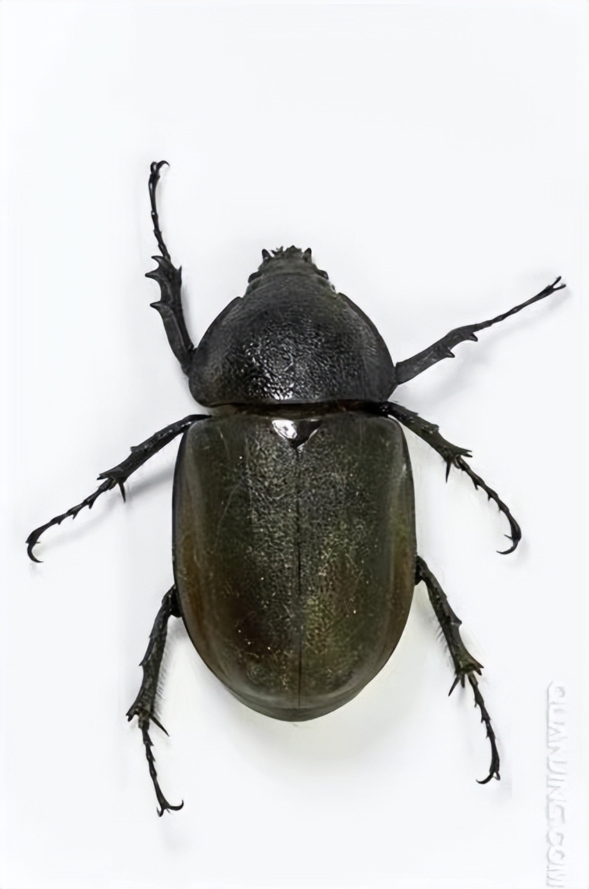 丛林探险美食大全,真正的丛林美食有哪些