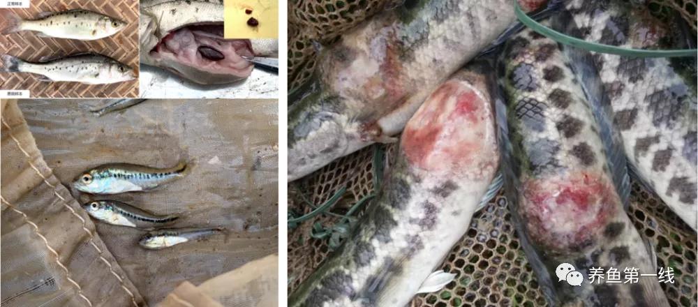 鱼类红嘴病图片,鱼烂嘴病的治疗方法
