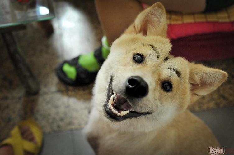 狗子毛色发亮,狗子毛色发红