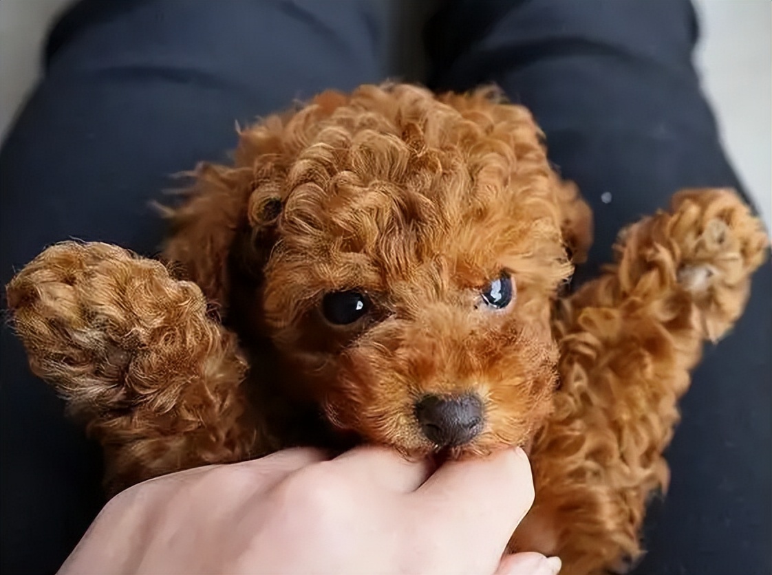 贵宾犬到底有多好养,贵宾犬值得养吗