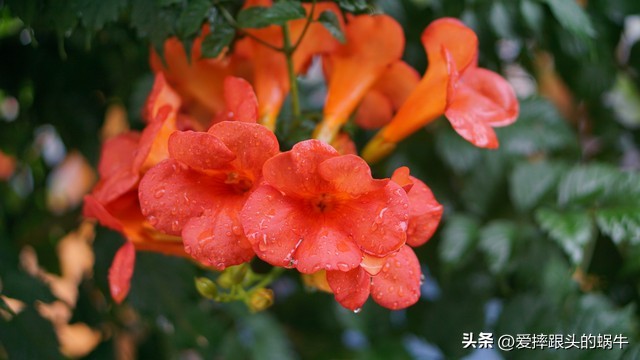 夏日里盛开的凌霄花,绚烂开放的凌霄花