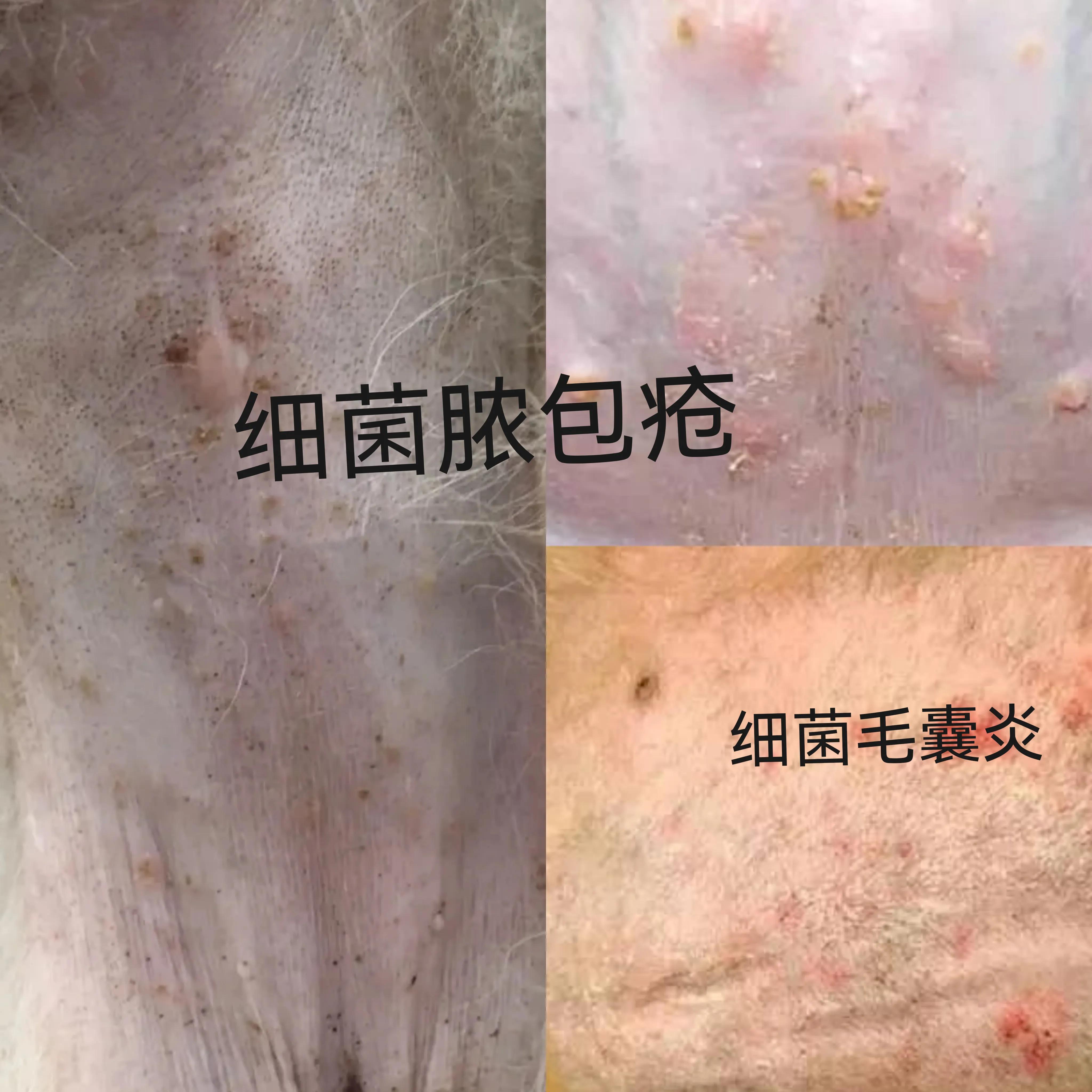 狗的皮肤病怎么治才能根除呢图片 (狗的皮肤病怎么治才能根除呢)