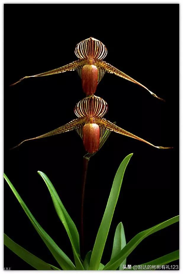 难得一见绝美一清二楚郁金香壁纸,难得一见雪景壁纸