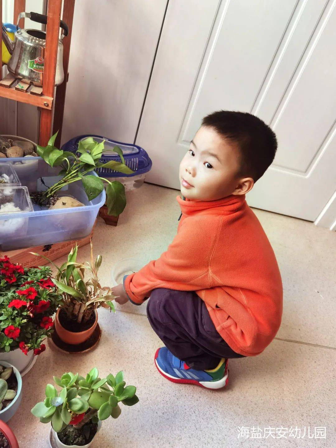 邂逅蝌蚪，感受生命的演变—诺亚舟海盐庆安幼儿园小一班