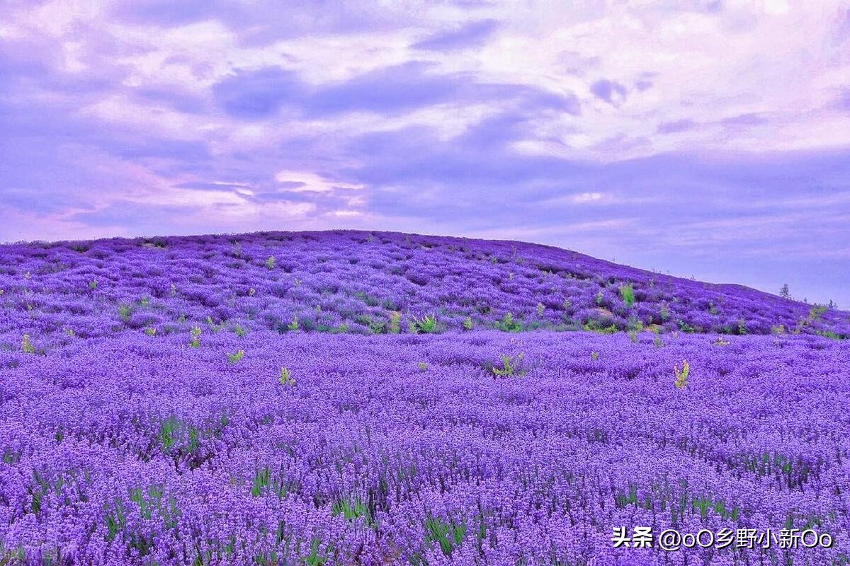 盆栽衣草种子的种植方法和时间,春夏季薰衣草种子种植方法全过程