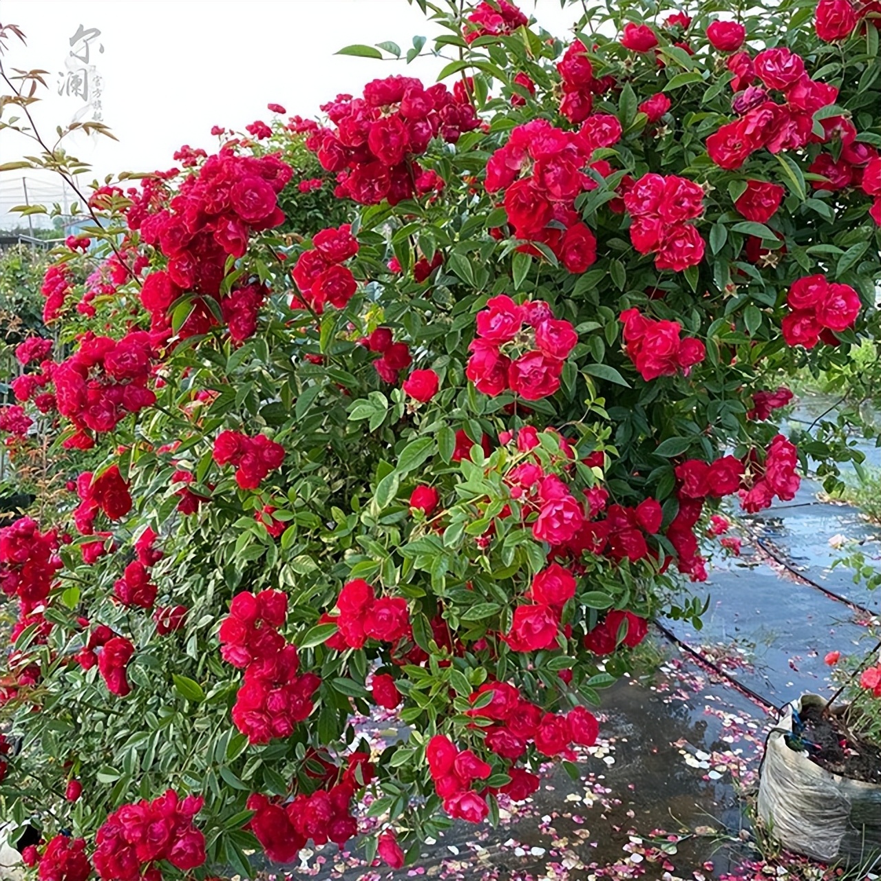 甜蜜红木香花适合屋里养吗,春季地栽的红木香可以让它开花吗